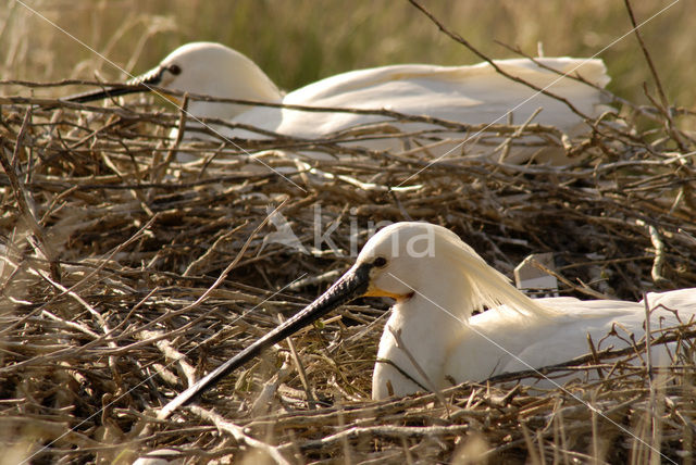 Lepelaar (Platalea leucorodia)