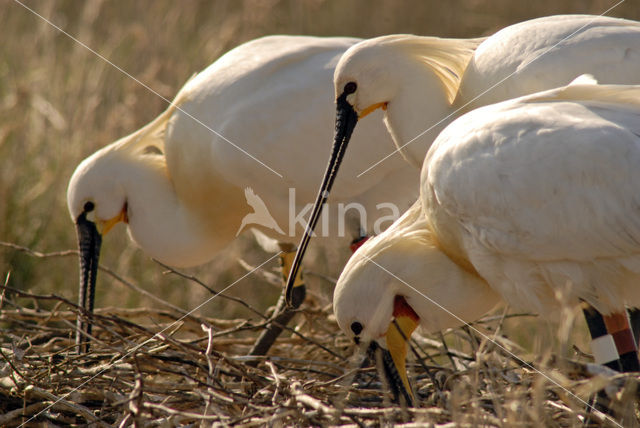 Lepelaar (Platalea leucorodia)