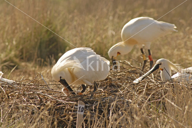 Lepelaar (Platalea leucorodia)