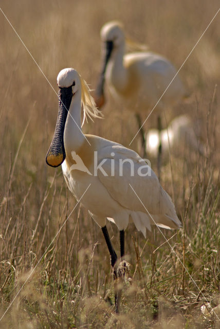 Lepelaar (Platalea leucorodia)