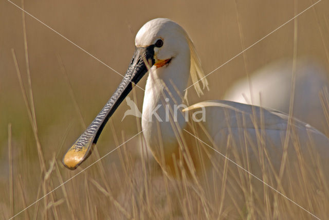 Lepelaar (Platalea leucorodia)