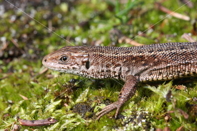 Levendbarende hagedis (Zootoca vivipara)