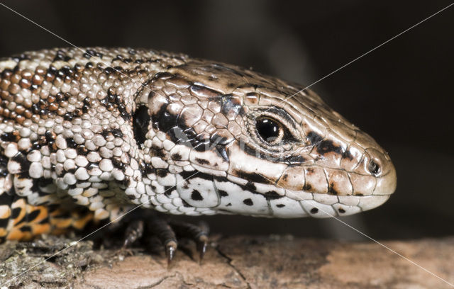 Levendbarende hagedis (Zootoca vivipara)