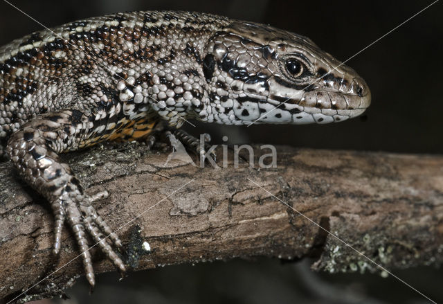 Levendbarende hagedis (Zootoca vivipara)