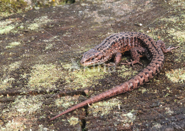 Levendbarende hagedis (Zootoca vivipara)