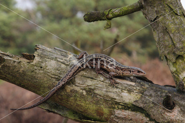 Levendbarende hagedis (Zootoca vivipara)