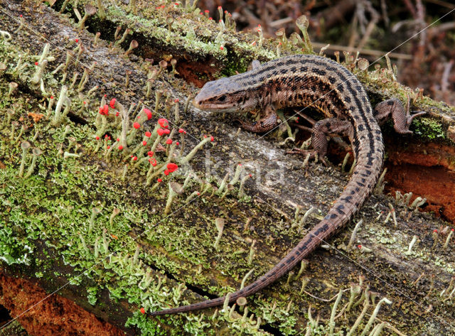 Levendbarende hagedis (Zootoca vivipara)