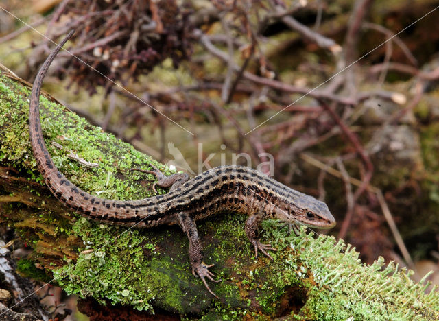 Levendbarende hagedis (Zootoca vivipara)