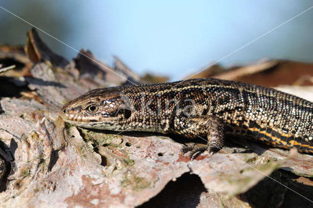 Levendbarende hagedis (Zootoca vivipara)