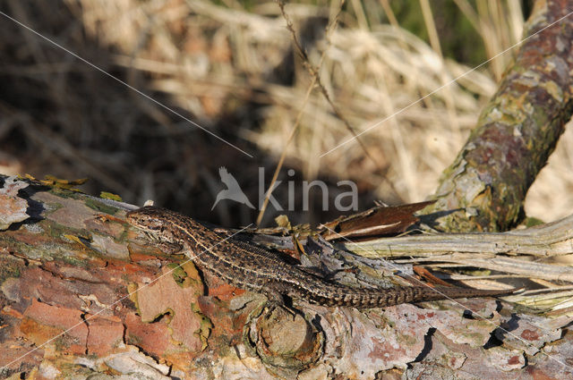 Levendbarende hagedis (Zootoca vivipara)