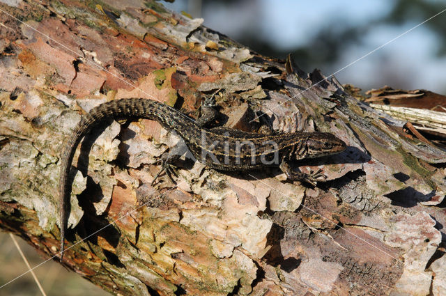 Levendbarende hagedis (Zootoca vivipara)