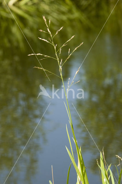 Liesgras (Glyceria maxima)