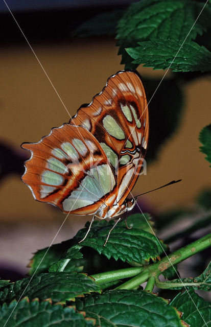 Malachietvlinder (Siproeta stelenes)