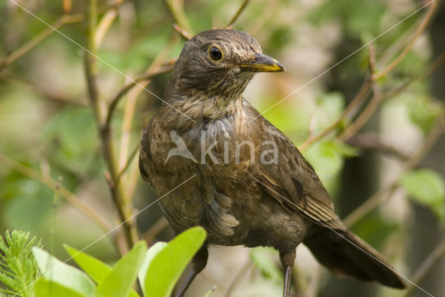 Merel (Turdus merula)