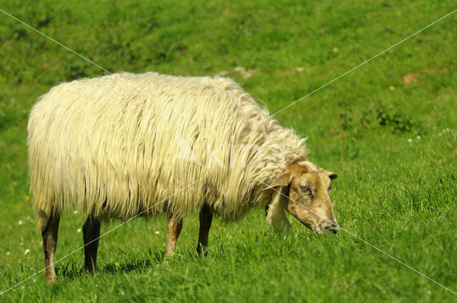 Mergellandschaap (Ovis domesticus)