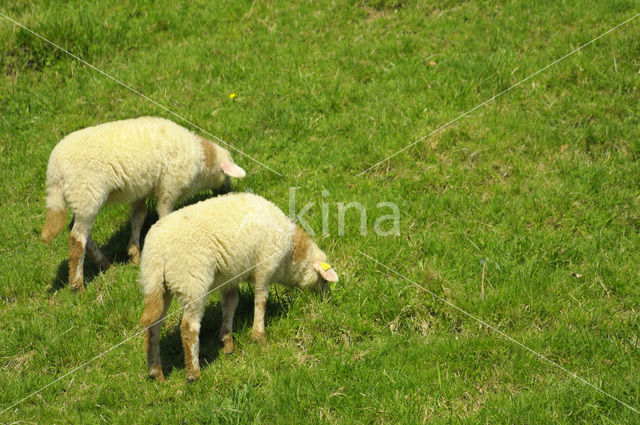 Mergellandschaap (Ovis domesticus)