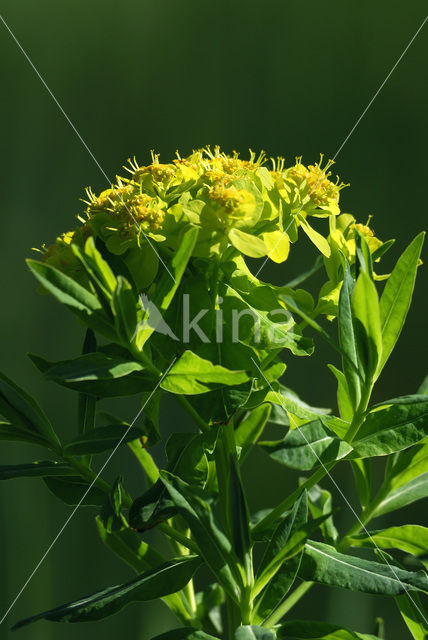 Moeraswolfsmelk (Euphorbia palustris)