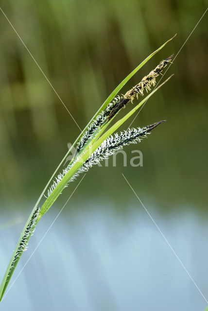 Moeraszegge (Carex acutiformis)