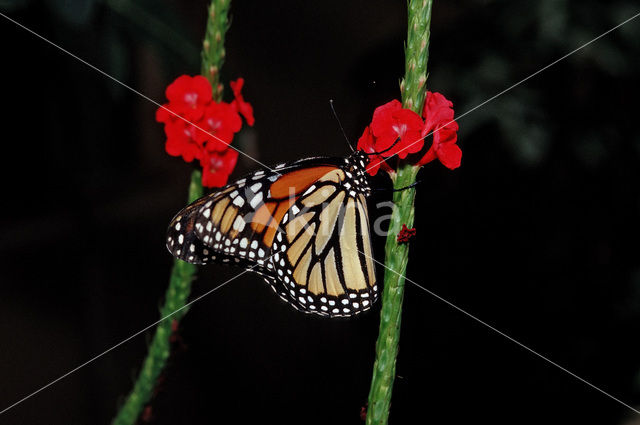 Monarchvlinder (Danaus plexippus)