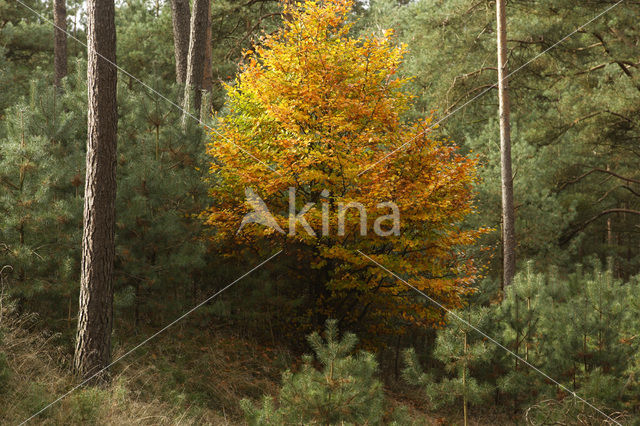 Nationaal Park De Hoge Veluwe