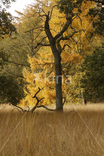 Nationaal Park De Hoge Veluwe