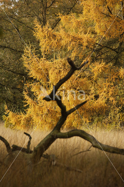 Nationaal Park De Hoge Veluwe