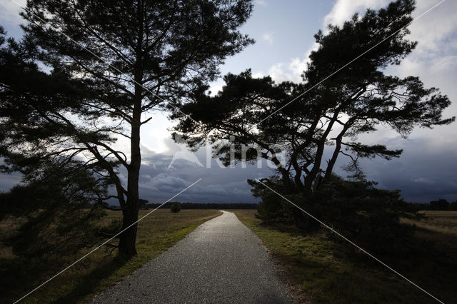 Nationaal Park De Hoge Veluwe