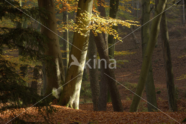 Nationaal Park Veluwezoom