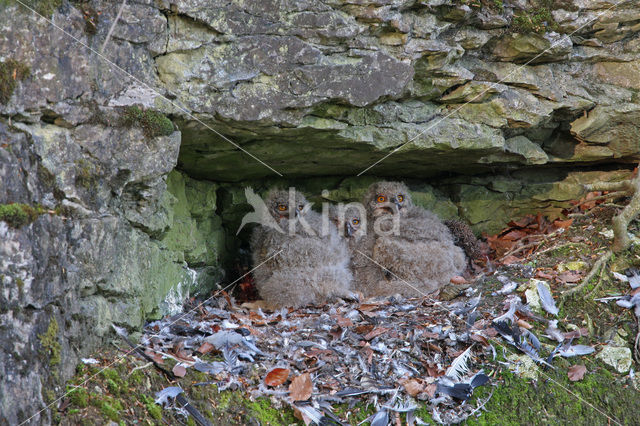 Oehoe (Bubo bubo)