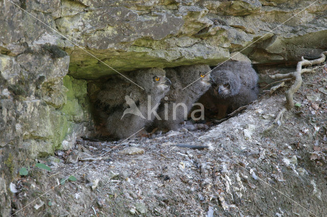 Oehoe (Bubo bubo)