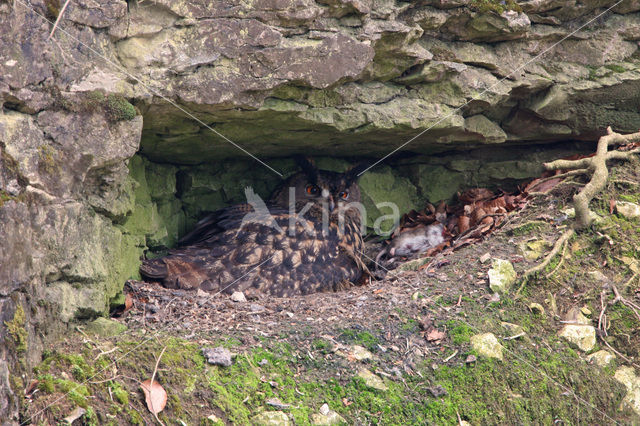 Oehoe (Bubo bubo)