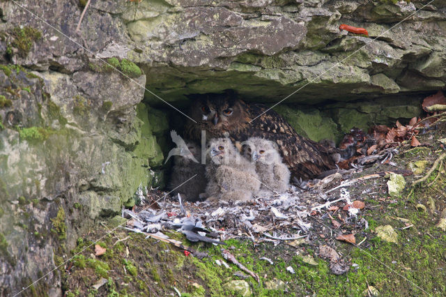 Oehoe (Bubo bubo)