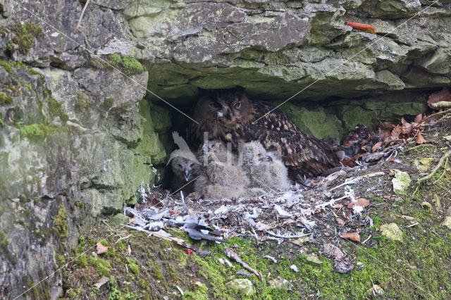 Oehoe (Bubo bubo)