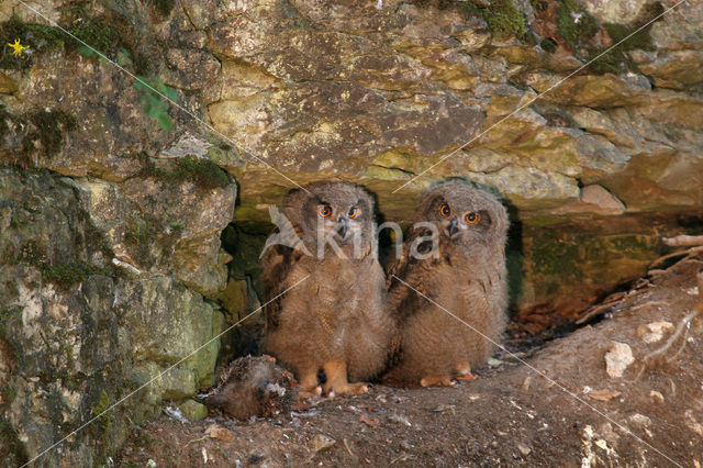 Oehoe (Bubo bubo)