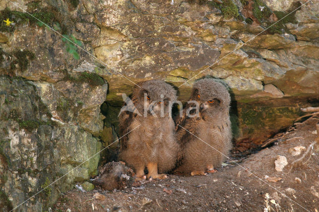 Oehoe (Bubo bubo)