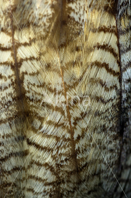 Eurasian Eagle-Owl (Bubo bubo)