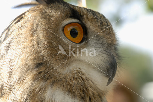 Oehoe (Bubo bubo)