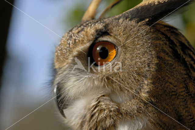 Oehoe (Bubo bubo)