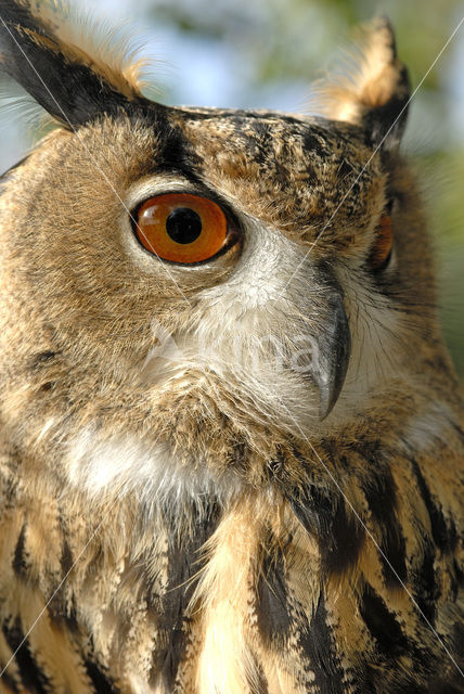 Oehoe (Bubo bubo)