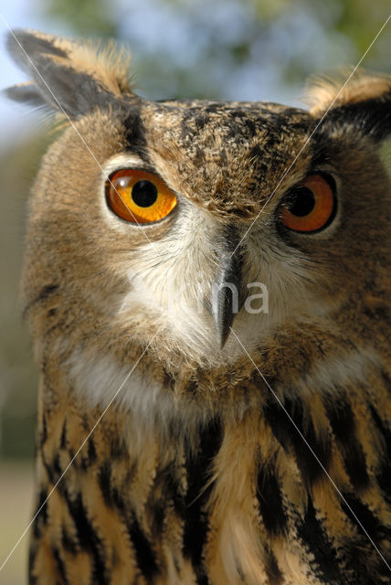 Oehoe (Bubo bubo)