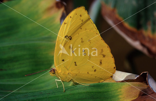 Orange-barred Sulphur (Phoebis philea)