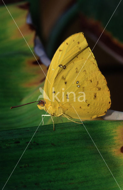 Orange-barred Sulphur (Phoebis philea)