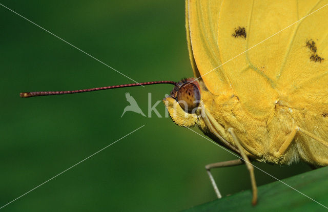 Orange-barred Sulphur (Phoebis philea)