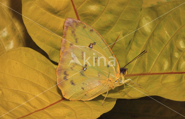 Orange-barred Sulphur (Phoebis philea)