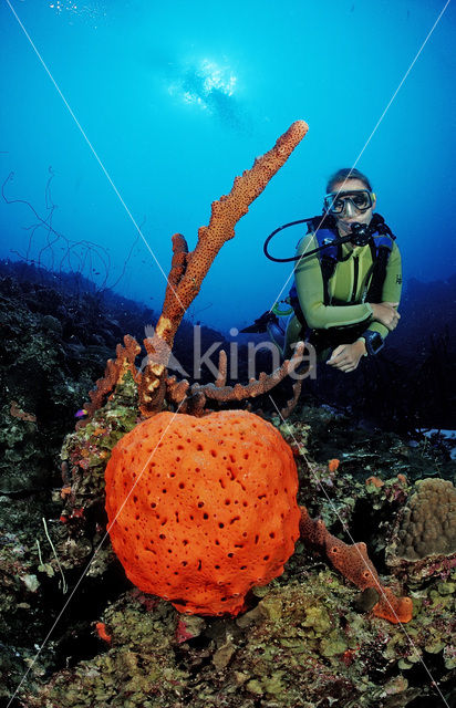 Oranje spons (Agelas clathrodes)