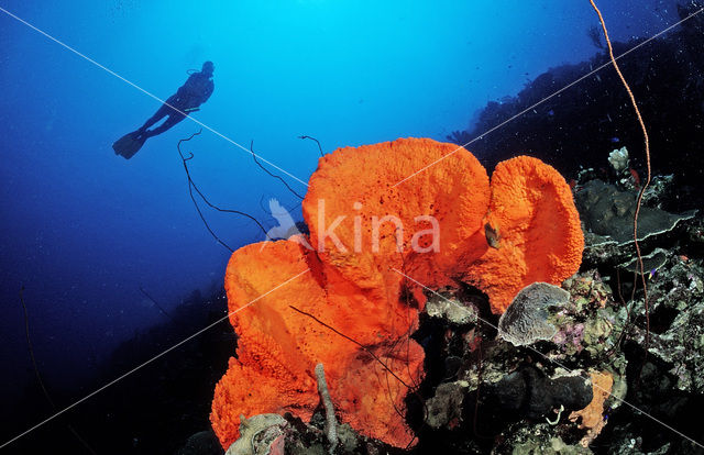 Oranje spons (Agelas clathrodes)