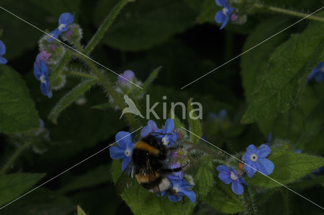 Overblijvende ossentong (Pentaglottis sempervirens)