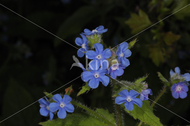 Overblijvende ossentong (Pentaglottis sempervirens)