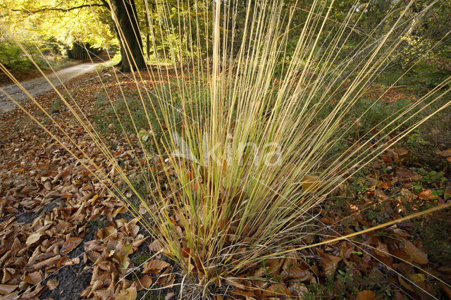 Pijpestrootje (Molinia caerulea)