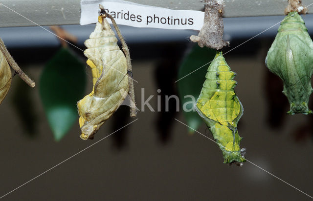 Pink-spotted Cattleheart (Parides photinus)